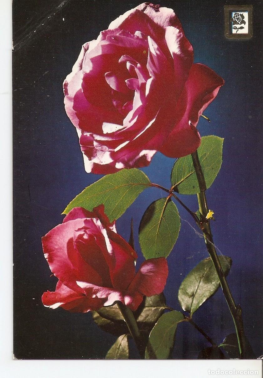 Postales: Postal 037832 : Rosas - Varios - Foto 1