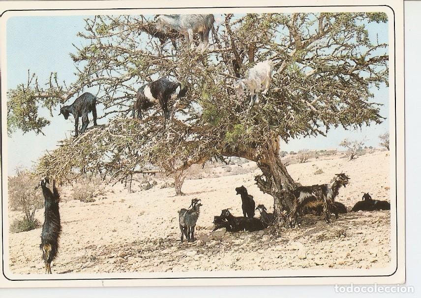 Postkarten: Postal 033847 : Maroc typique. Gorts at the arganier - Varios