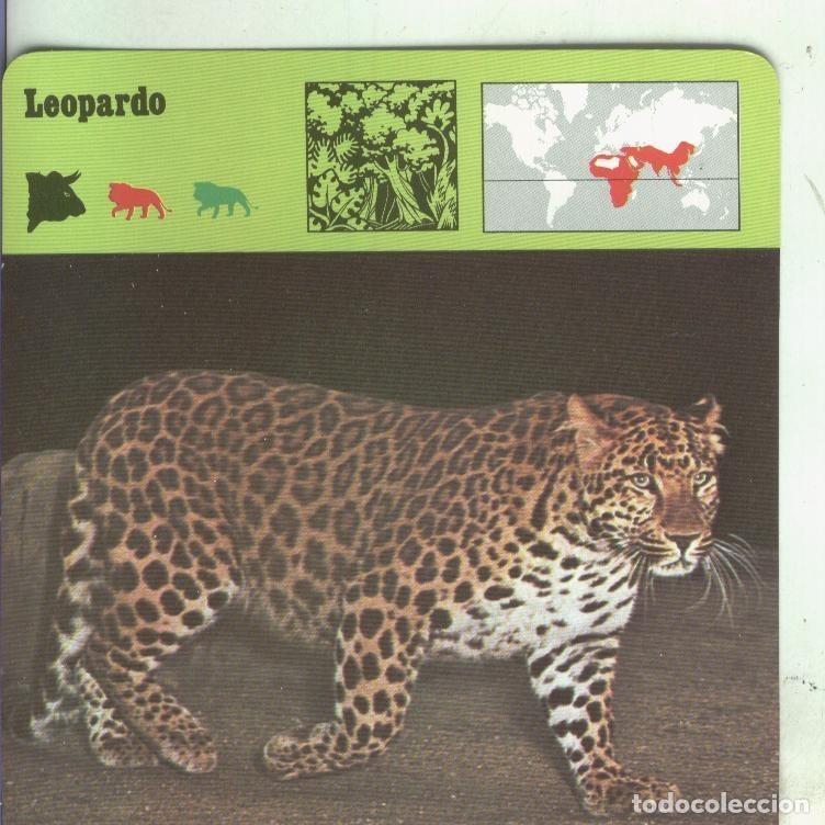 Cartoline: Postal: Ficha Sape Coleccionable: Leopardo - Varios