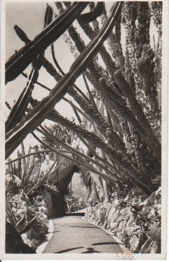 Postkarten: Postal-Postcard 17340: MONACO - Jardin Exotique de Monaco. Cereus Pitahaya - Varios