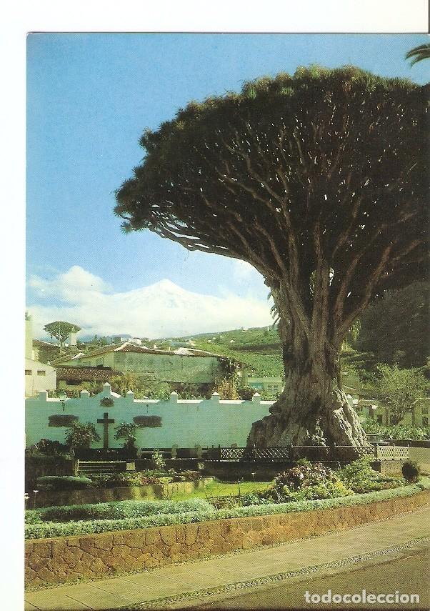Cartoline: Postal 024840 : Drago Milenario y el Teide - Icod de los Vinos (Tenerife) - Varios