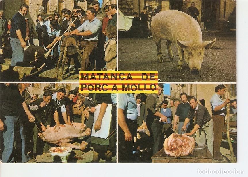 Postkarten: Postal 023546 : Matanza del cerdo tipica del Pirineo Mollo (Girona) - Varios