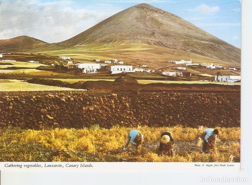 Postcards: Postal 033222 : Gathering vegetables Lanzarote Canary Islands - Varios