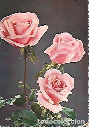 Postales: POSTAL 55895: Rosas - Varios - Foto 1