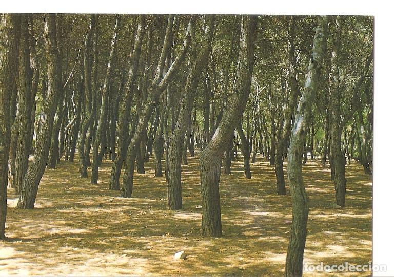 Postais: Postal 048109 : Valdepe&ntilde;as. Arboleda del parque - Varios