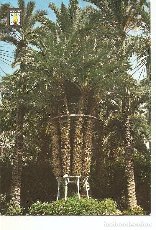 Postcards: Postal 049689 : Elche. Palmera imperial - Varios