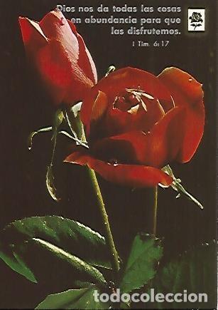 Postkarten: POSTAL 55964: Rosa - Varios