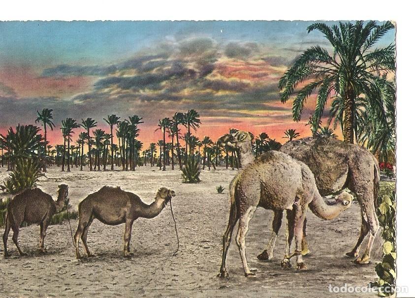 Postkarten: Postal 035948 : Tripoli - The camels - Varios