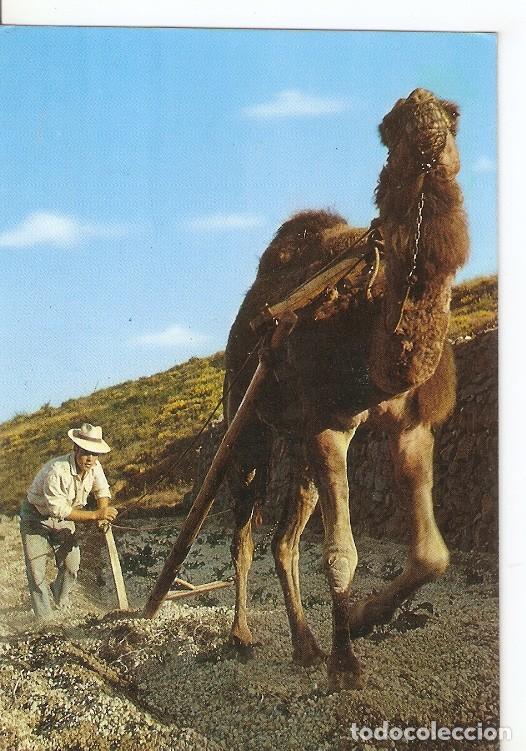 Postais: Postal 050342 : Tenerife. Arando con camello - Varios