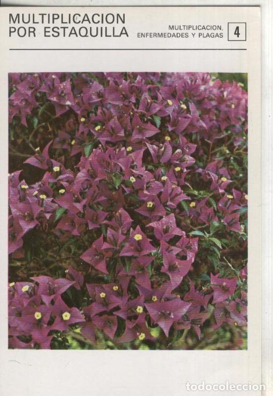 Cartes Postales: Postal-Ficha Jardineria numero 04: Multiplicacion por estaquilla - Varios