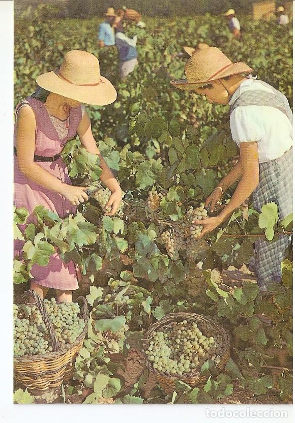 Postales: Postal 045642 : Cavas Codorniu. Vendimia - Varios