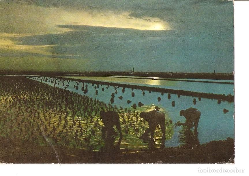 Postais: Postal 023600 : Planta del arroz - Valencia - Varios