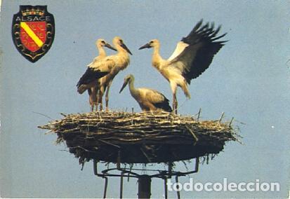 Postkarten: POSTAL 61336: Alsace nido de cigue&ntilde;as - Varios