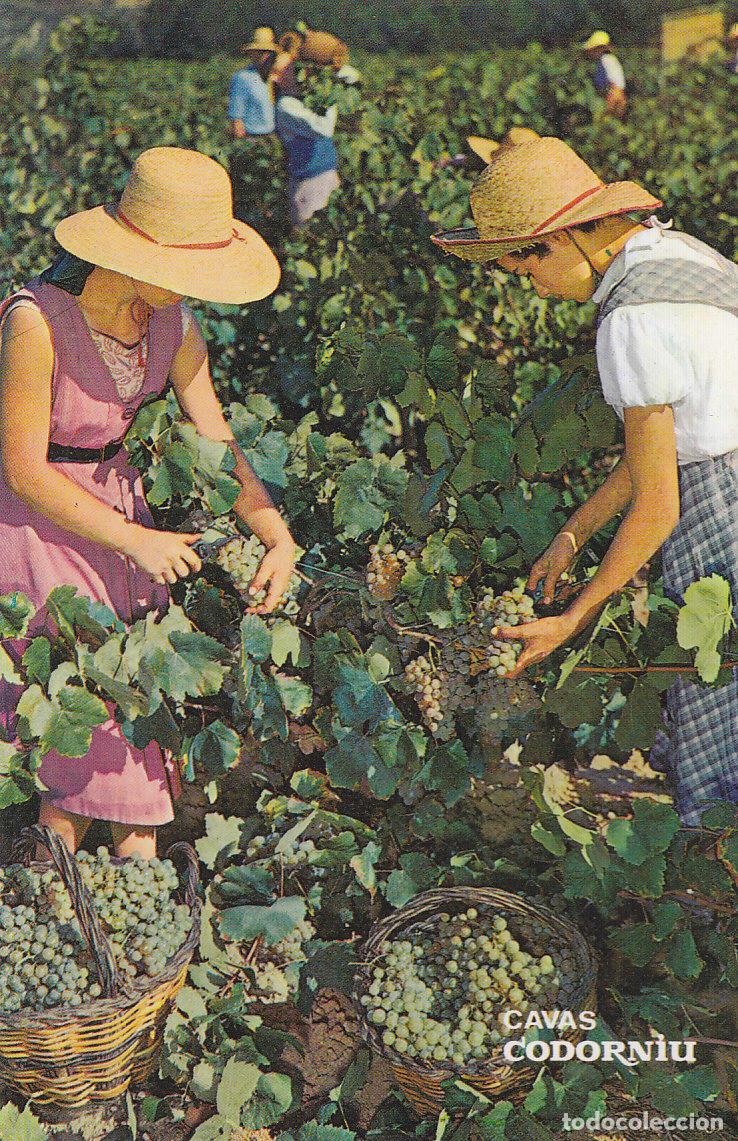 Postales: Postal 61489 : Cavas Codorniu. Vendimia - Varios
