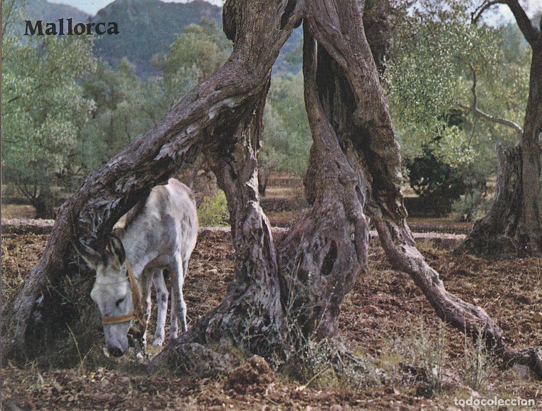 Postkarten: Postal 61512 : Mallorca. Olivos milenarios - Varios