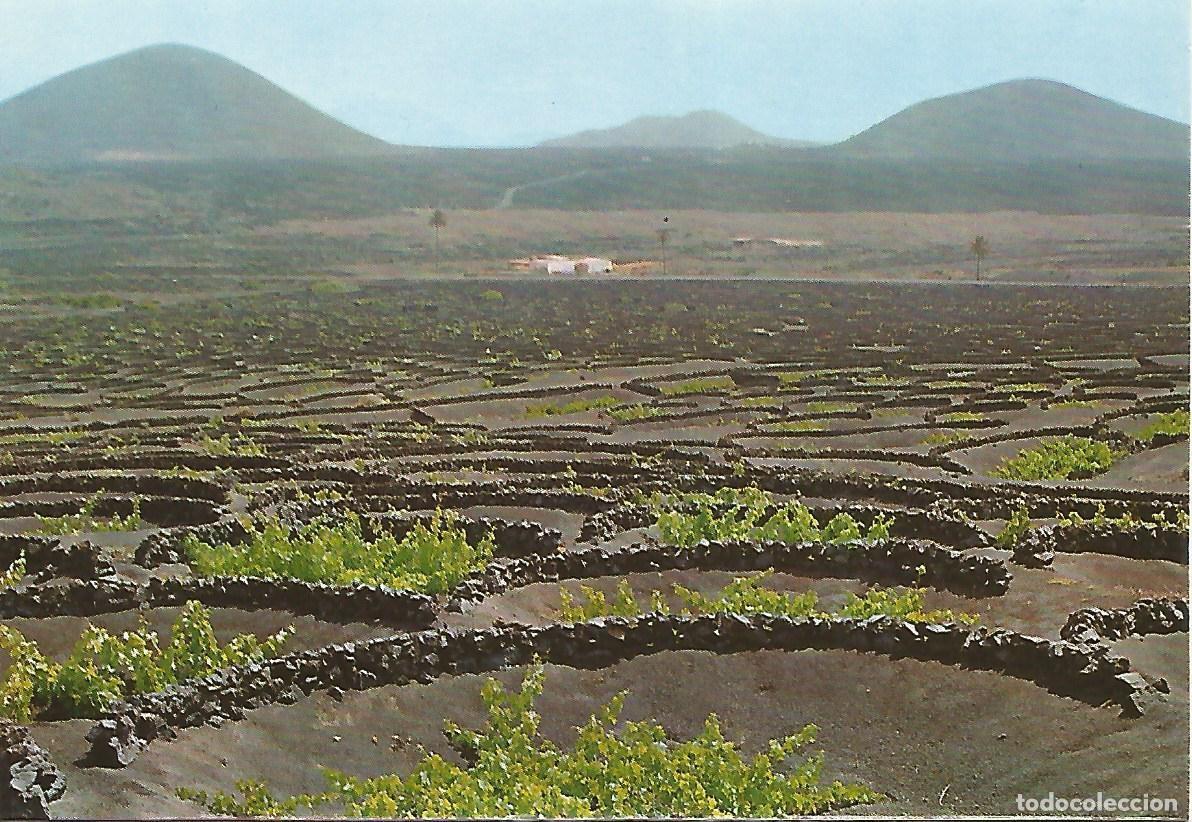 Postales: Postal 52290: LANZAROTE - La Geria - Varios