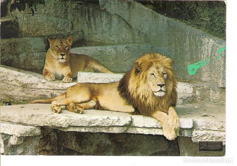Cartoline: Postal 049516 : Parque Zoologico de Barcelona. Leones - Varios