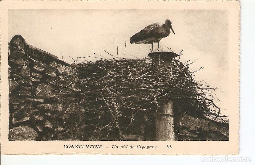 Postkarten: Postal 026790 : Constantine - Un nid de Cigognes - Varios