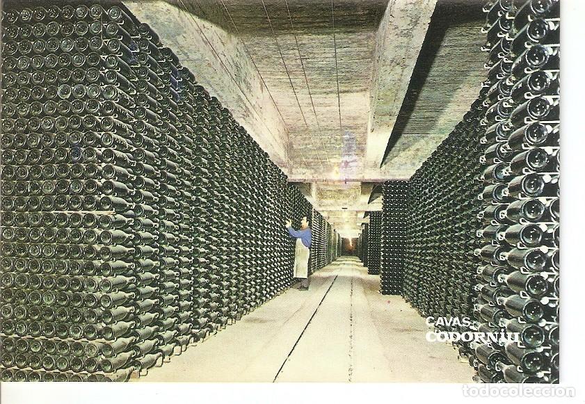 Postales: Postal 033967 : Cavas Codorniu. Botellas envejeciendo - Varios