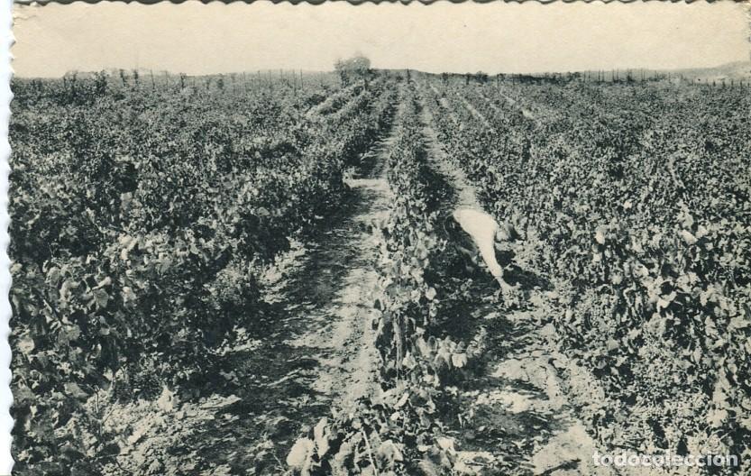 Postales: Postal-Postcard 17278: CASA CODORNIU - Sant Sadurni dAnoia Vi&ntilde;edos - Varios
