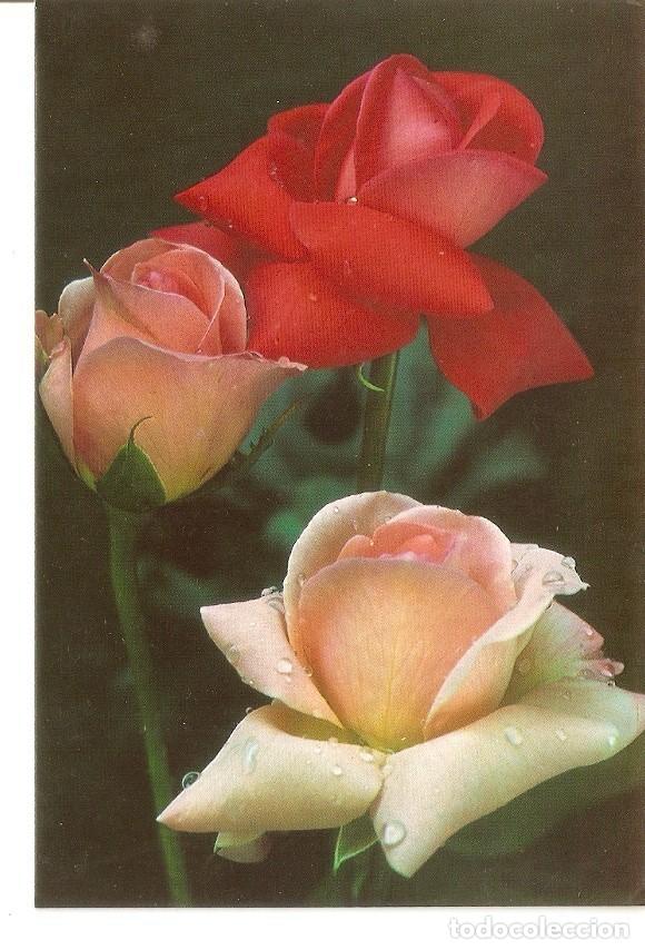 Cartoline: Postal 035079 : Rosas - Varios