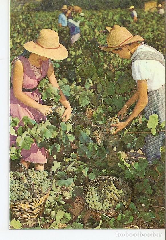 Postales: Postal 039842 : Cavas Codorniu. Vendimia - Varios