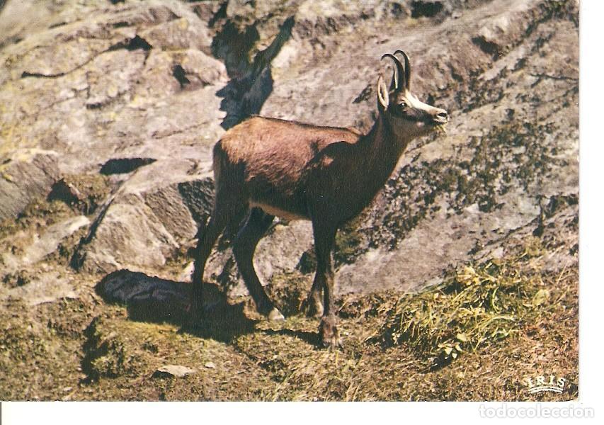 Postales: Postal 041067 : Isard - Varios - Foto 1