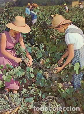 Postales: POSTAL 57913: Cavas Codorniu Vendimia - Varios