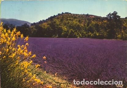 Cartoline: POSTAL 56516: Bouquet de genets dans un camp de lavande Provence - Varios