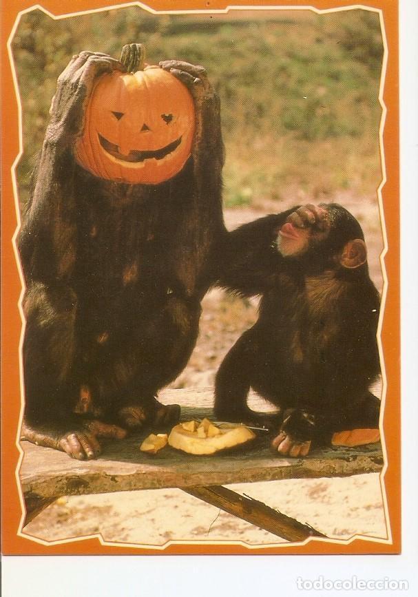 Postales: Postal 033285 : Halloween - Varios