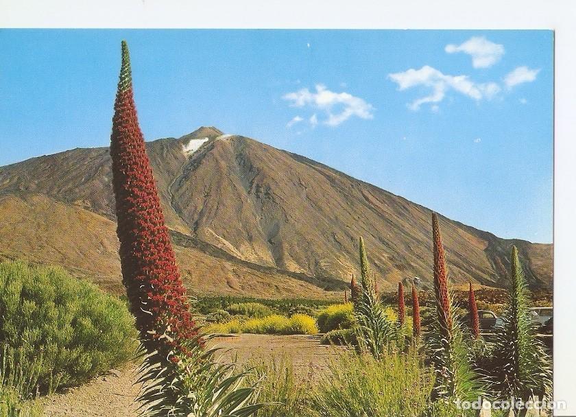 Cartes Postales: Postal 033211 : Tenerife. Tajinastes en flor al pie del Teide - Varios