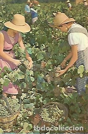 Postales: POSTAL A0030: Vendimia en las Cavas Codorniu - Varios