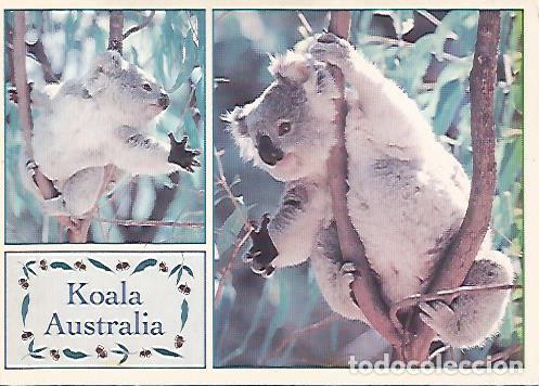 Postais: POSTAL A0096: Koala - Varios
