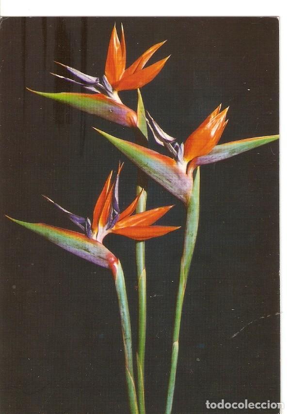 Postkarten: Postal 033206 : Tenerife. Paradise Bird - Varios