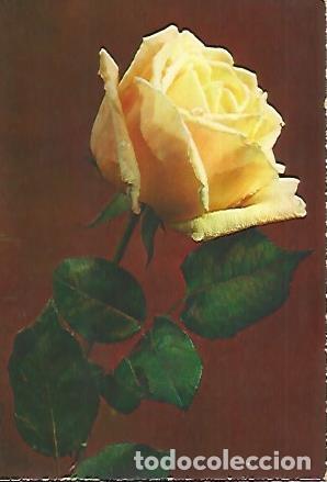 Postales: POSTAL A0286: Rosa amarilla - Varios - Foto 1