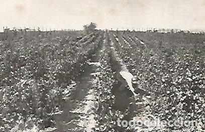 Postales: POSTAL A0348: Vi&ntilde;edos de Codorniu - Varios