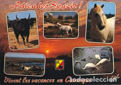 Postcards: POSTAL 56873: Adieu les Soucis! Vivent les vacances en Camargue Taureaux chevaux et flamants - Vario