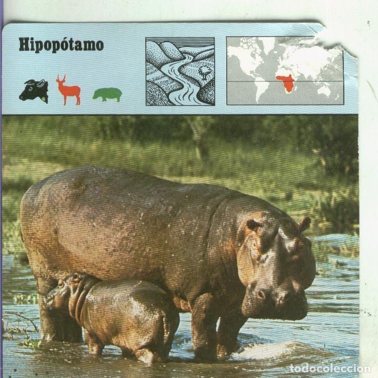 Postkarten: Postal: Ficha Sape Coleccionable: Hipopotamo - Varios