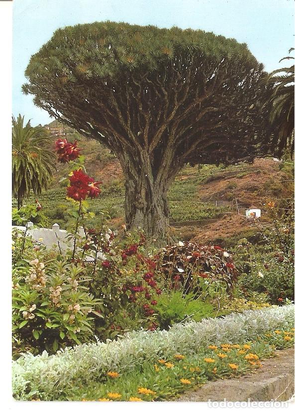 Postales: Postal 045497 : Icod (Tenerife). Drago milenario - Varios