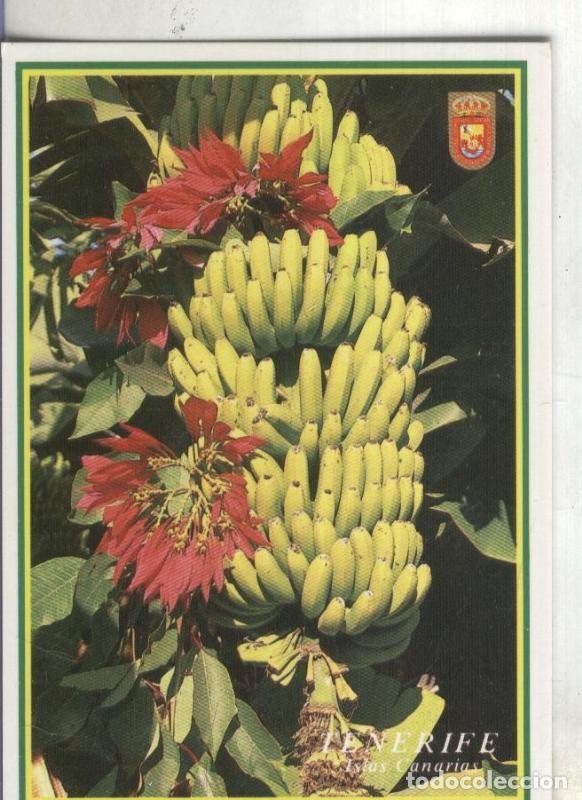 Postales: Postal: Islas Canarias. Platanos - Varios - Foto 1