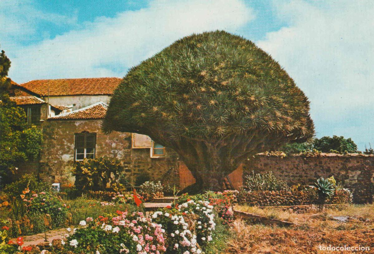 Postales: POSTAL 62804 : Tenerife. La Laguna. Drago del semeritano. Espa&ntilde;a - Varios