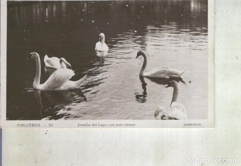Postkarten: Postal 013926: Detalle del lago con cisnes de Puigcerda, Gerona - Varios