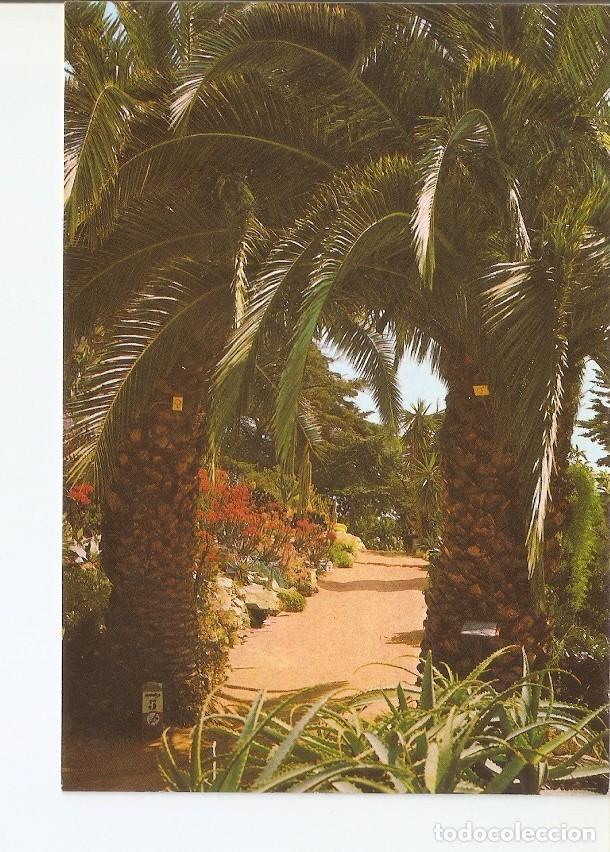 Postcards: Postal 022864 : Palmeras, Jardin Botanico Mar i Murtra, Blanes (Costa Brava) - Varios