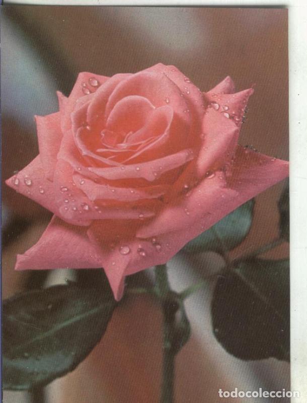 Postales: Postal 00955: Rosa - Varios - Foto 1