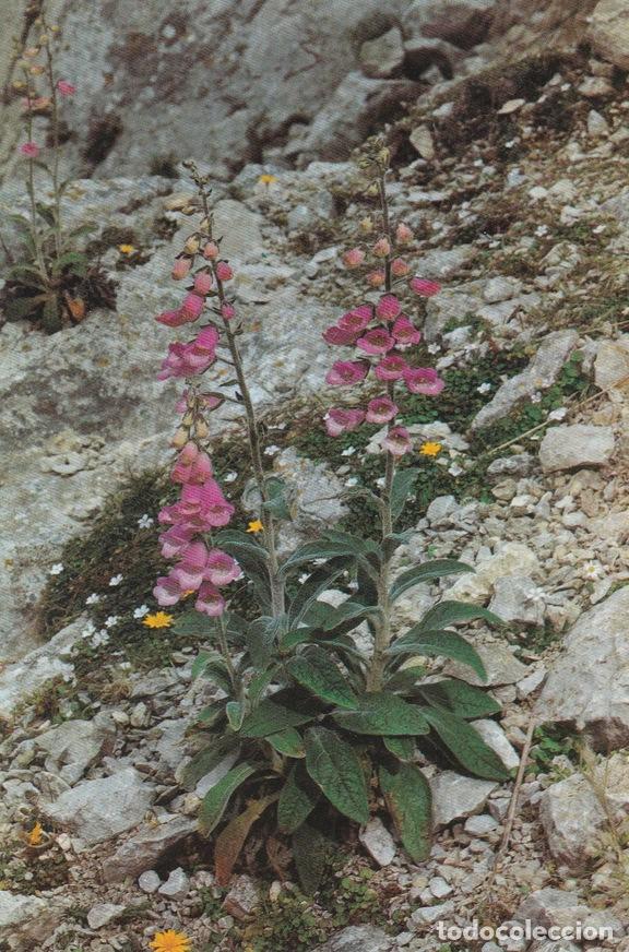 Postais: POSTAL B6079: MALLORCA: DIDALERA - Varios