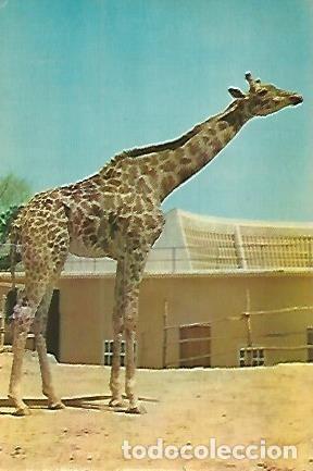 Cartoline: POSTAL 53141: ZOO DE BARCELONA. Jirafa - Varios
