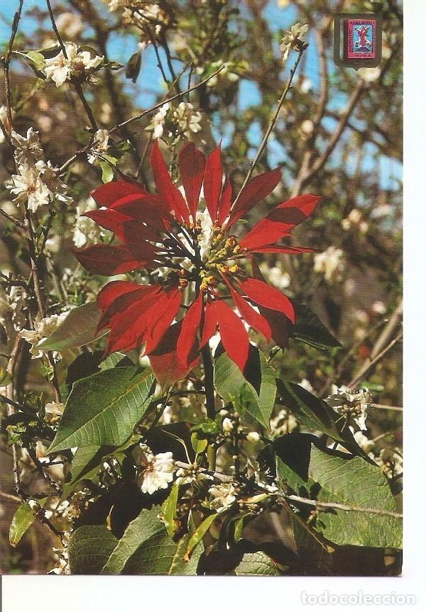 Postcards: Postal 033214 : Tenerife. Flor de Pascua - Varios