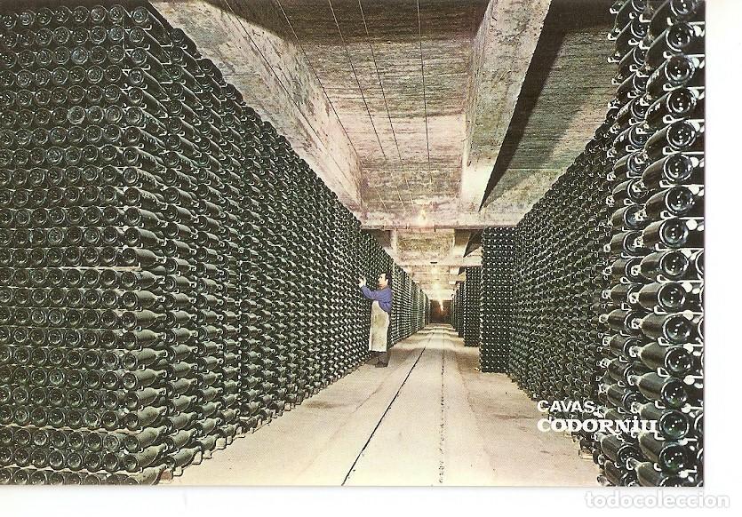 Postales: Postal 043195 : Cavas Codorniu. Botellas envejeciendo - Varios