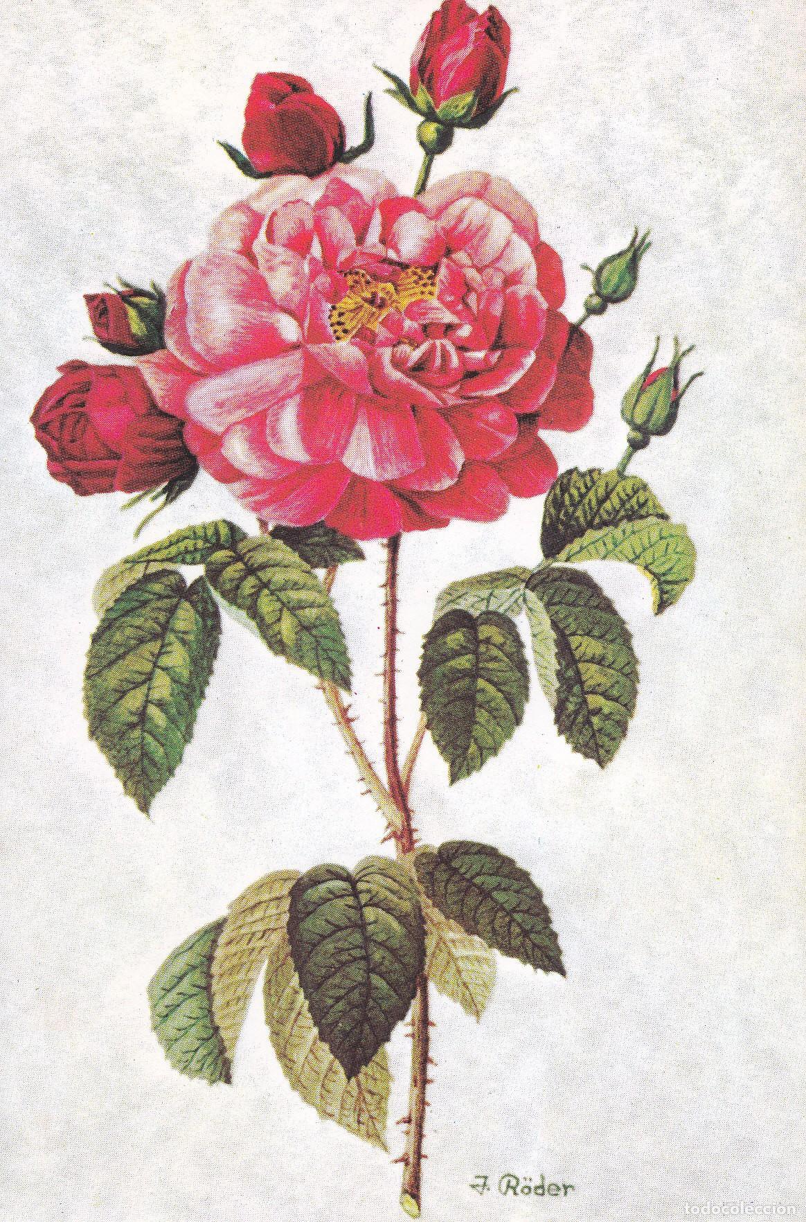 Postcards: Postal 60936: Rosa. Pintado con la boca. J.Roder - Varios
