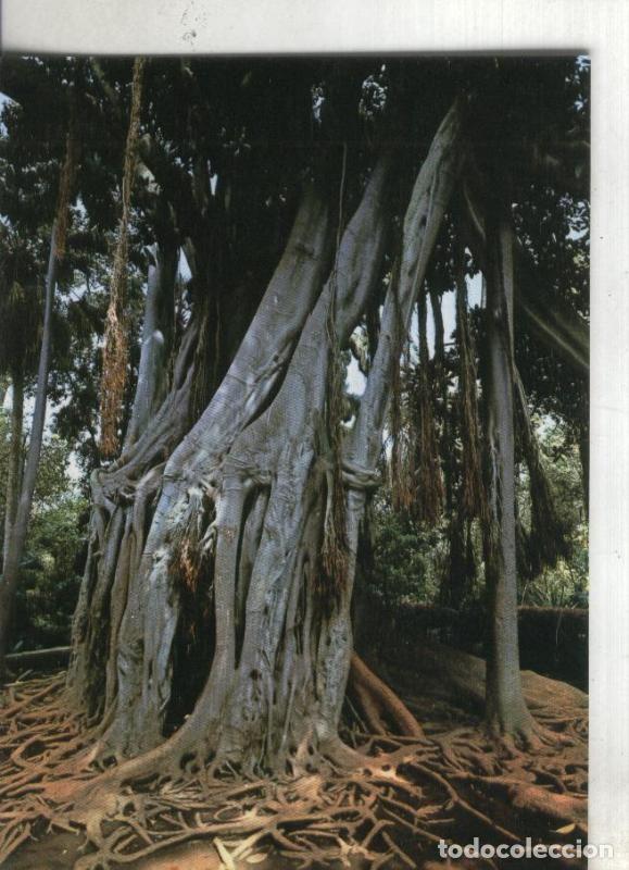 Postkarten: Postal: Tenerife: Jardin Botanico - Varios